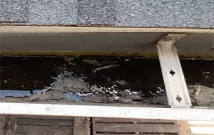 This is an Image of clogged gutters for a potentional mosquito breeding location.