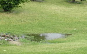 This is an Image of water standing in a low spot for a potentional mosquito breeding location.
