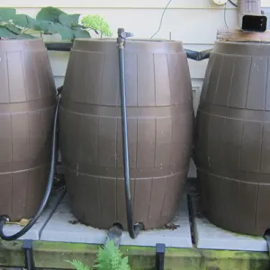 This is an Image of rain barrels for a potentional mosquito breeding location.