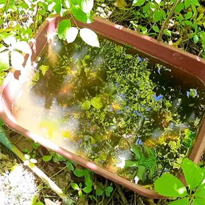This is a Tarps and Containers Image for a potentional mosquito breeding location.