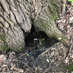 This is an Image of a tree hole for a potentional mosquito breeding location.