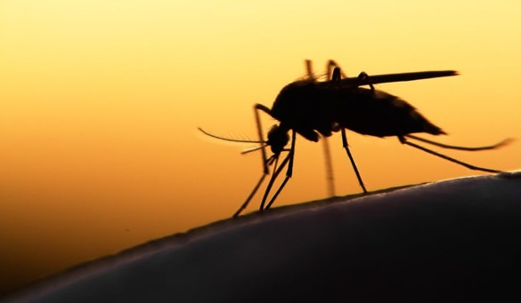 This is an Image of a mosquito with a sunset in the background.