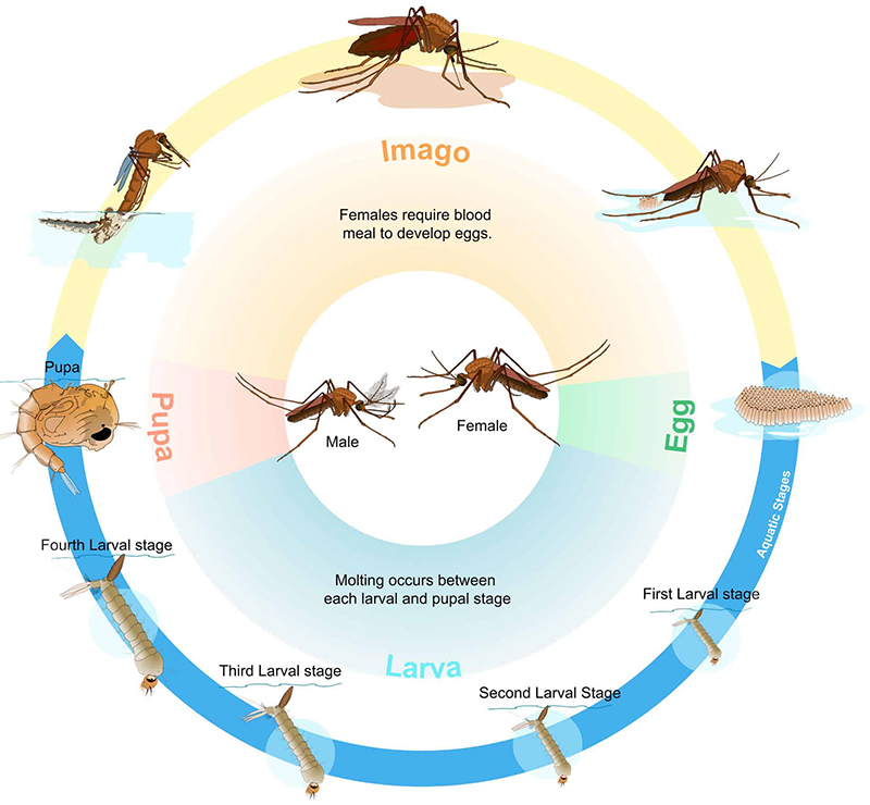 This is an image of a Mosquito Life Cycle.